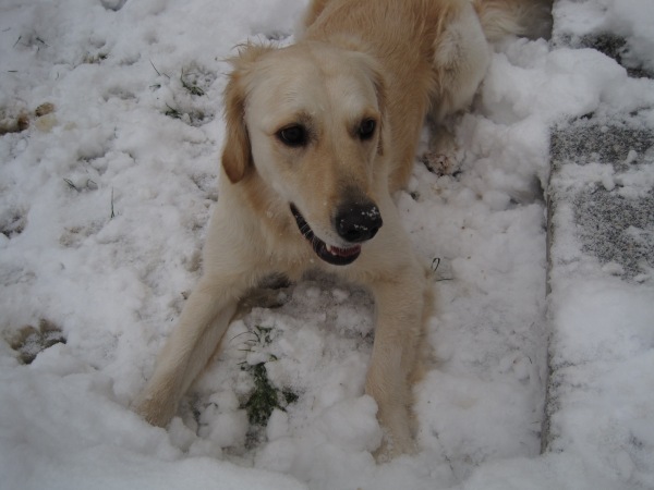 Snow dog (not in action)